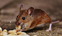 24 Hour & Emergency Exterminators in City Point, WI
